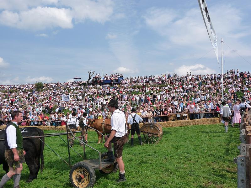 P1000038.jpg - Ganz wie Ben Hur. Nur schner...