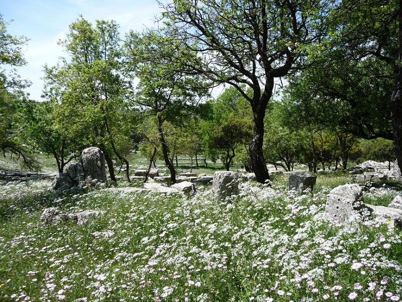 P1000920.JPG -   Ein Blumenmeer  