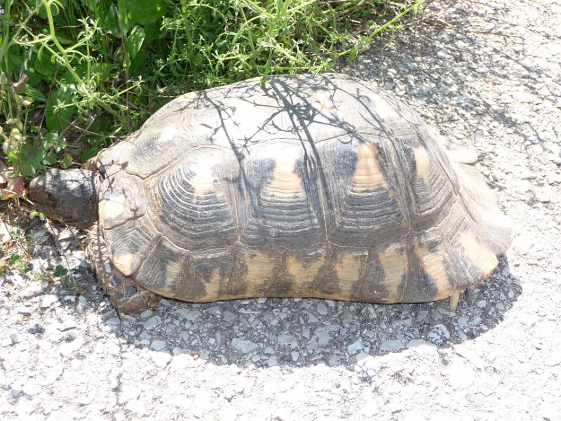 P1000922.JPG -   Schon am ersten Tag sehen wir die griechische Landschildkrte. 30-40 Jahre alt  