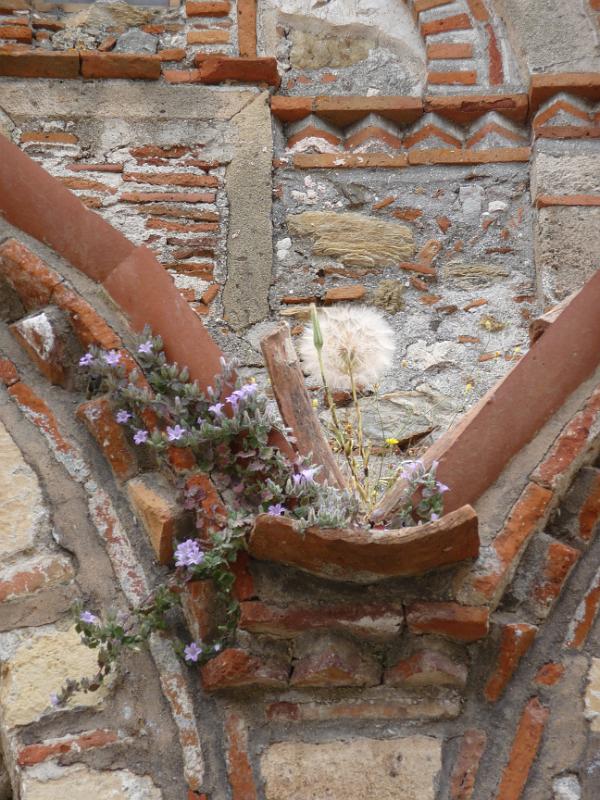 P1000934.JPG -   Mistras: Blumen in der Wand  