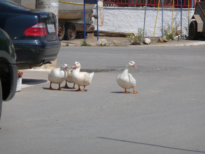 P1010135.JPG -   Pltzlich tauchen Enten auf. Die eine schaut, ob man gefahrlos die Stae queren kann  