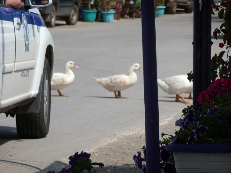 P1010136.JPG -   Man kann. Die Polizei muss halt stoppen! (Enten haben Vorrang)  